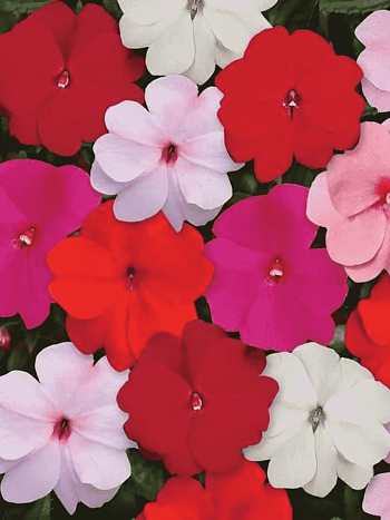 Бальзамин новогвинейский Divine mix