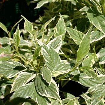 Дерен отпрысковый Вайт Голд