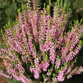 Вереск обыкновенный Lore