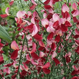 Ракитник ранний Голландия