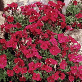 Аубриета Florado Red