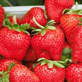 Земляника садовая Лакомка