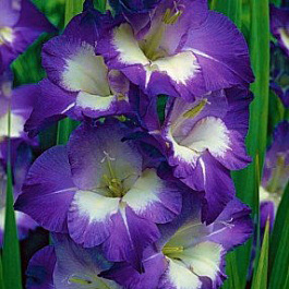 Гладиолус крупноцветковый Кингс Линн