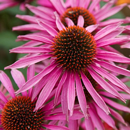 Эхинацея пурпурная Пика Белла