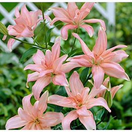 Лилия азиатская махровая Афродита