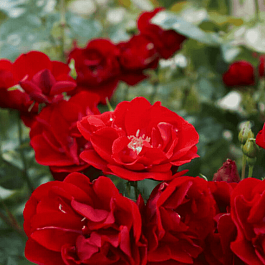 Роза Флорибунда Tornado