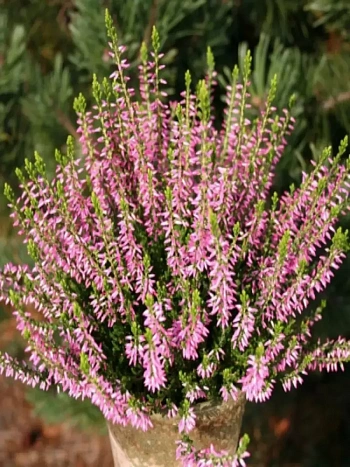 Вереск обыкновенный Lore