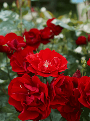 Роза Флорибунда Tornado