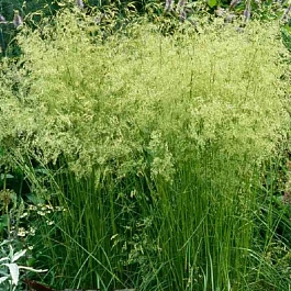 Щучка дернистая Goldschleier