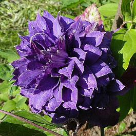 Клематис крупноцветковый Вивьен Пеннел