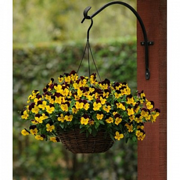 Виола ампельная Кул Вэйв Ред Винг