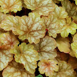 Гейхера Ginger Ale