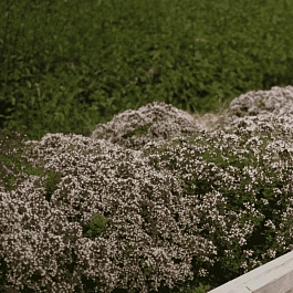 Душица обыкновенная Compactum