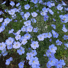 Лён Небесная лазурь