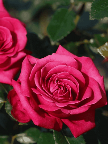 Роза Чайно-гибридная  Hot Explorer