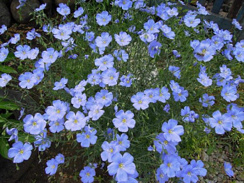 Лён Небесная лазурь