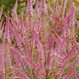 Вероникаструм виргинский Adoration