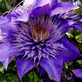 Клематис крупноцветковый Мульти Блю