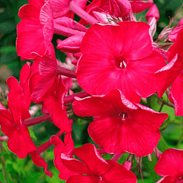 Флокс метельчатый День Победы