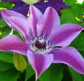 Клематис крупноцветковый Сувенир ду Капитан Тюйо