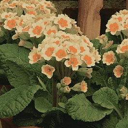 Примула весенняя Lime with Orange