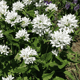 Колокольчик скученный Alba