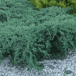 Можжевельник казацкий Blue Sparkle