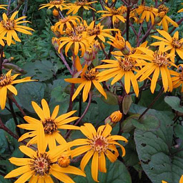 Бузульник зубчатый Дездемона Бузульник зубчатый Дездемона