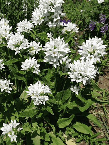 Колокольчик скученный Alba