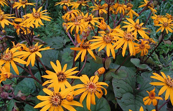 Бузульник зубчатый Дездемона