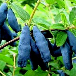 Жимолость съедобная Голубое веретено Жимолость съедобная Голубое веретено