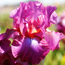 Ирис бородатый Виндзор Роуз