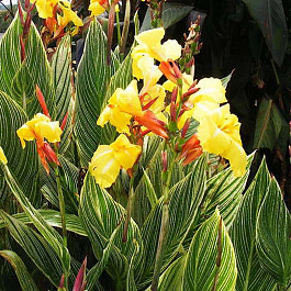 Канна Пёстролистная Страйпт Бьюти