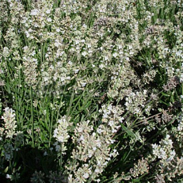 Лаванда Эллеганс Айс