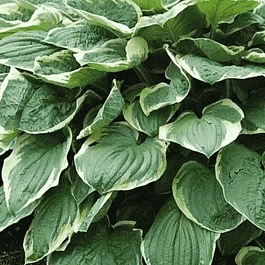 Хоста Christmas Tree