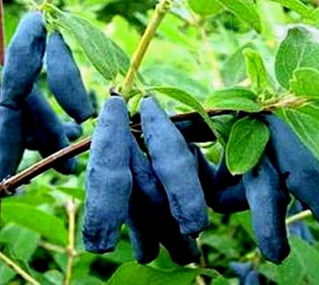 Жимолость съедобная Голубое веретено