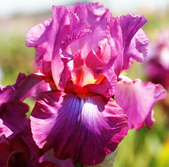 Ирис бородатый Виндзор Роуз