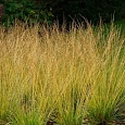 Молиния тростниковая Witches broom