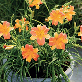 Лилейник гибридный ЭвериДейлили Крим