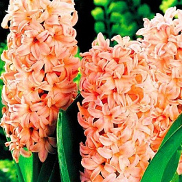 Гиацинт садовый Бельвю