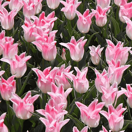 Тюльпан Holland Chik