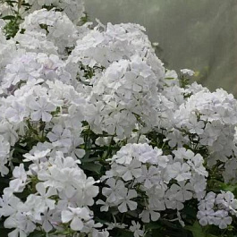 Флокс Метельчатый Небеса