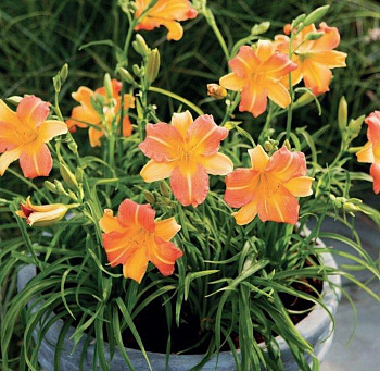 Лилейник гибридный ЭвериДейлили Крим