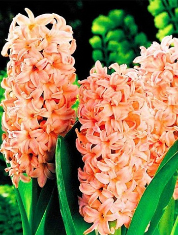 Гиацинт садовый Бельвю