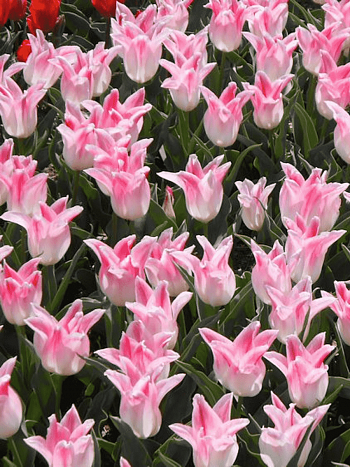 Тюльпан Holland Chik