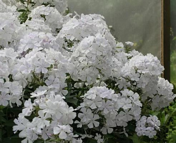 Флокс Метельчатый Небеса