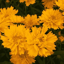 Кореопсис крупноцветковый Early Sunrise