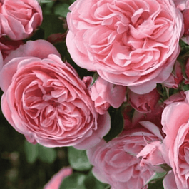 Роза флорибунда Роза Bailando