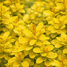 Барбарис Тунберга Yellow Bird