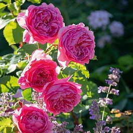 Роза английская парковая Принцесс Алесандра оф Кент